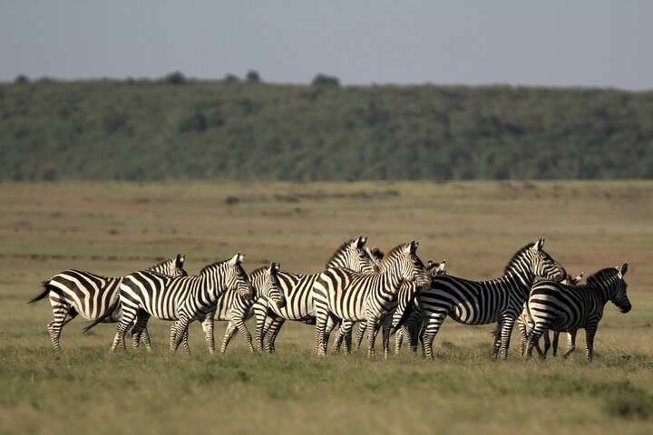 4-Day Masai Mara Luxury Kenya Safari Private Tour - Photo 1 of 8