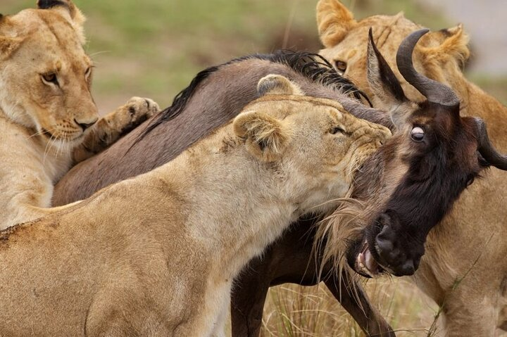 4-Day Private Tour in Masai Mara - Photo 1 of 9