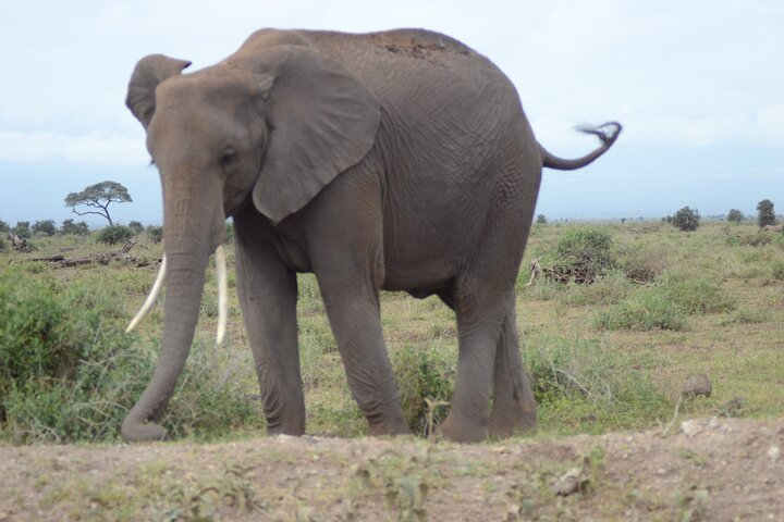 4-Day Safari to Tsavo and Amboseli from Diani Beach - Photo 1 of 4