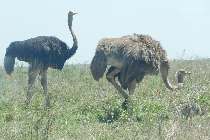 4 days animal kingdom - MOMBASA - Photo 1 of 14