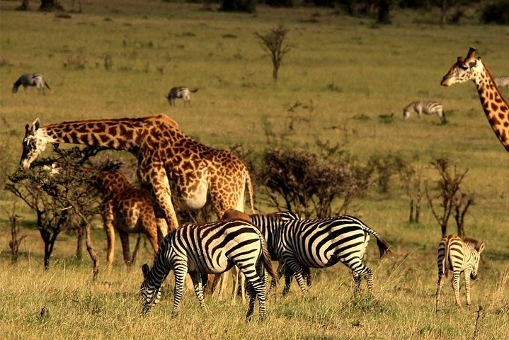 4 days animal kingdom - NAIROBI - Photo 1 of 13