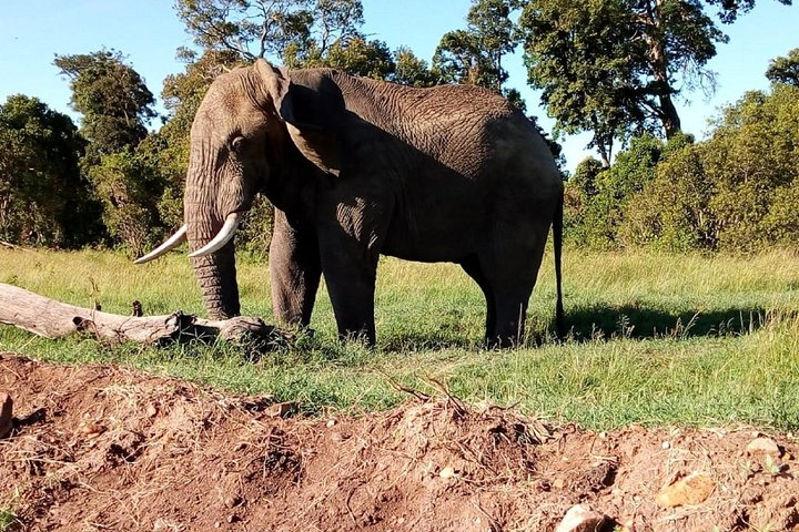 4-days safari: Tsavo east, west and Amboseli national parks - Photo 1 of 7