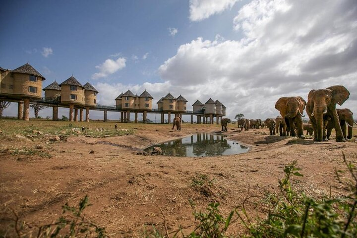 4 Days Special Circuit In Kenya -Tsavo-Saltlick Safari(min 2 pax) - Photo 1 of 24