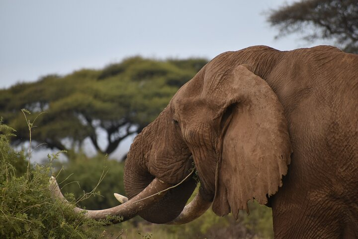 Elephants tusks are actually teeth.