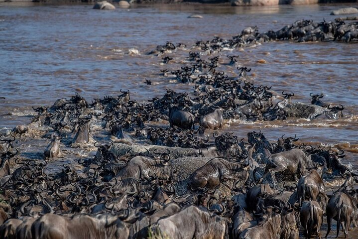 6 Days Private Tour in Wildebeest Migration Safaris  - Photo 1 of 6