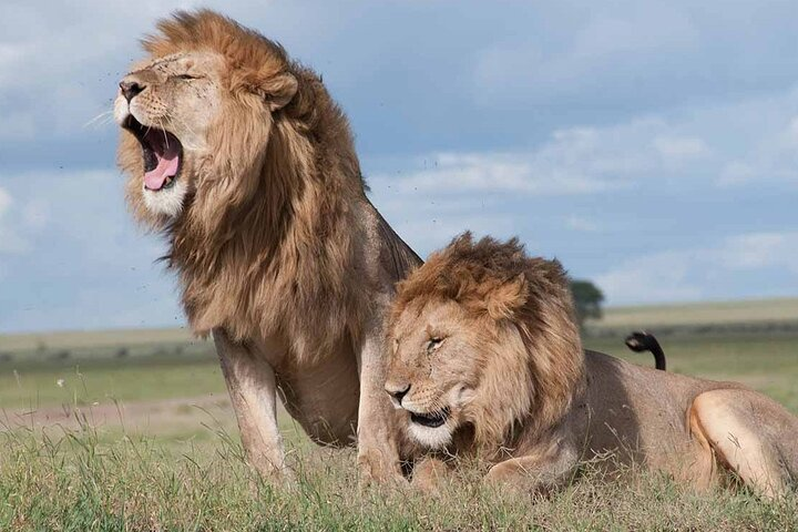 6 Hour Private Tour Nairobi National Park Or Evening Game Drive - Photo 1 of 8