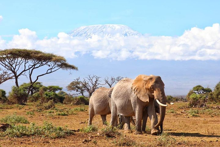 6days Masai mara-lake nakuru via Lake naivasha-Amboseli 4x4 jeep Safari - Photo 1 of 6