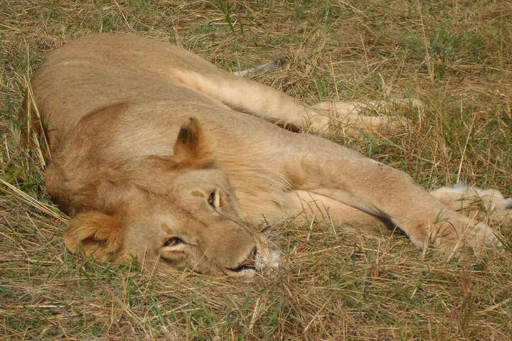 7.a.m Pick Up Nairobi National Game Drive/giraffe Centre/lunch At Carnivore - Photo 1 of 23