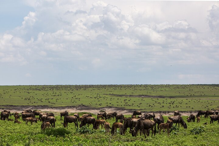 wildebeest migration