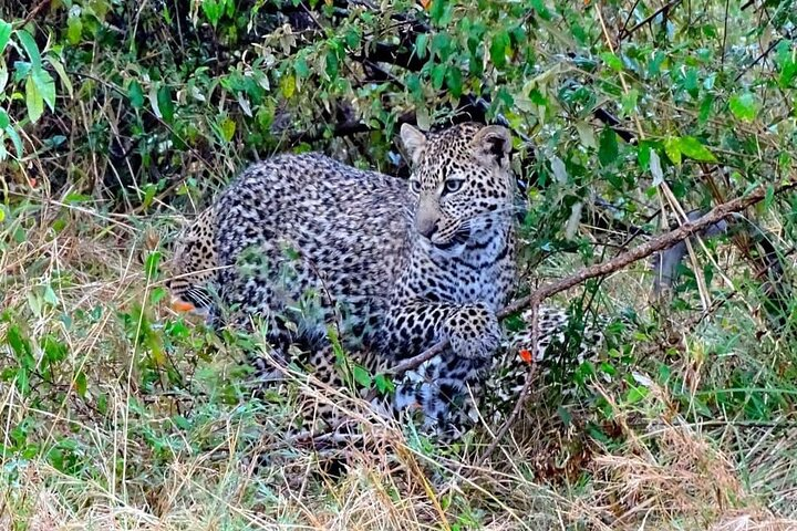 7 Days Tsavo East, Taita, Amboseli & SanctuarySafari from Mombasa - Photo 1 of 14