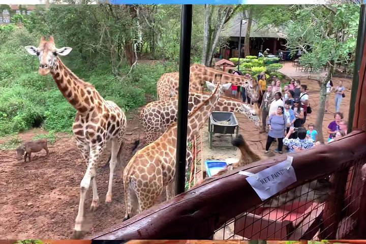 Giraffe centre