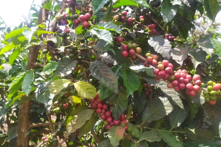 Coffee Farm Half-Day Tour in Kenya - Photo 1 of 8