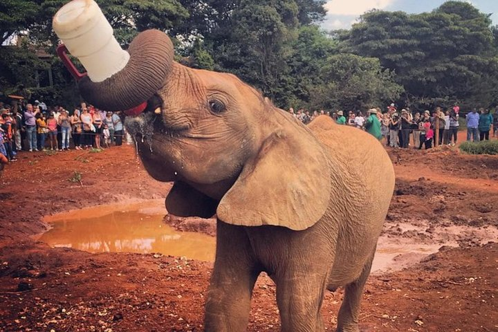 David Sheldrick Elephant Orphanage Half-Day Tour in Nairobi  - Photo 1 of 10