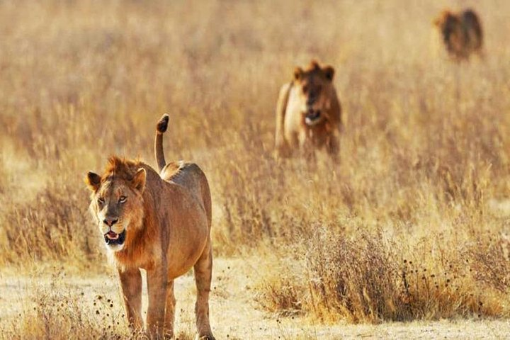 Day Trip - Tsavo East National Park Safari From Mombasa/Diani Expedition Happy Hour Lions