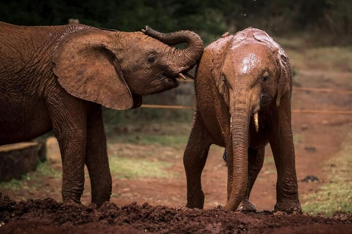 Elephant Orphanage & Bomas of Kenya Half Day Tour with Pick-Up  - Photo 1 of 8