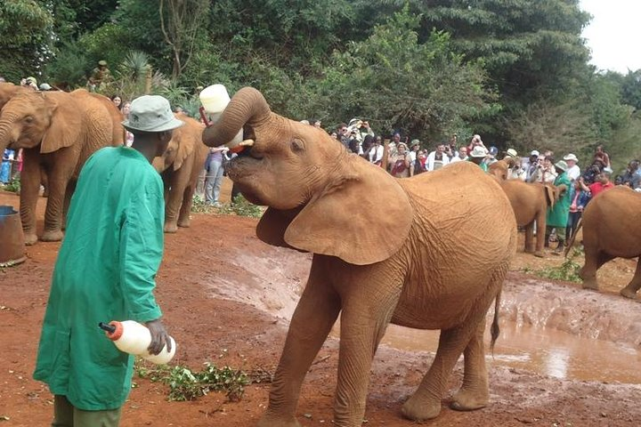 Feeding Baby Elephant 