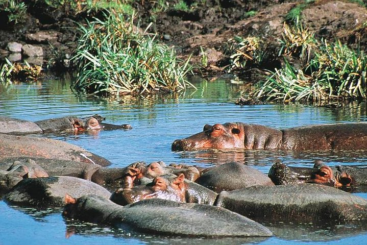 Full Day Mombasa Excursion Tour  - Photo 1 of 10