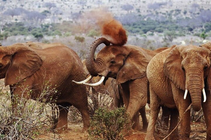 Full-Day Private Tour of Tsavo East National Park from Malindi - Photo 1 of 11