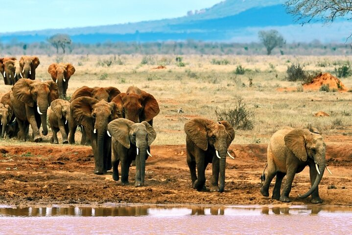 Animals heading to drink water