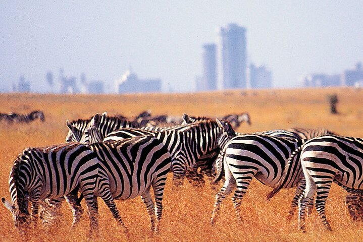 Full Day Private Tour to Nairobi National Park and Giraffe center - Photo 1 of 6