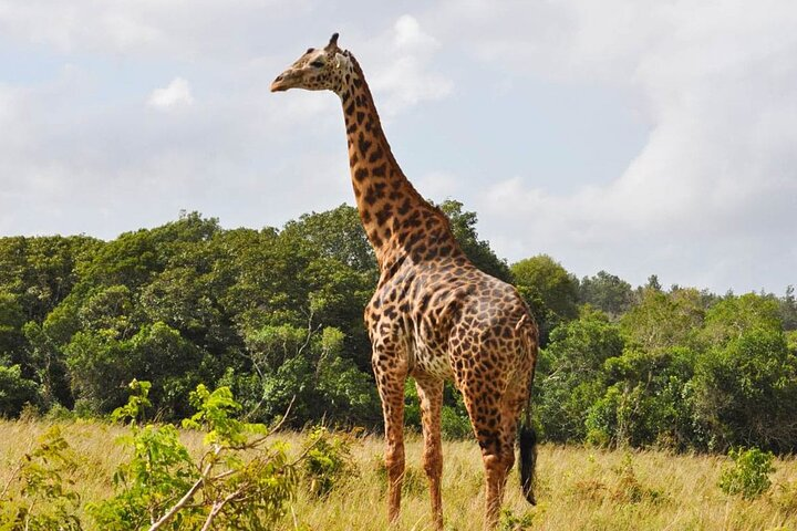 Full Day Private Tour to Shimba Hills from Diani Beach - Photo 1 of 6