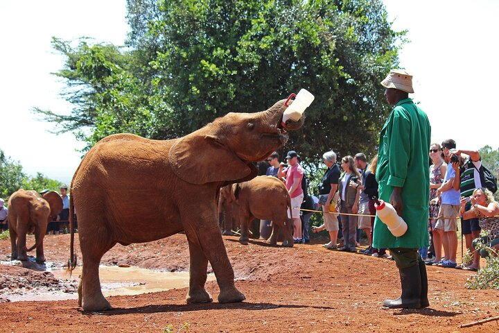 Full Day Tour Nairobi National Park, Elephant Orphanage & Giraffe Center - Photo 1 of 10