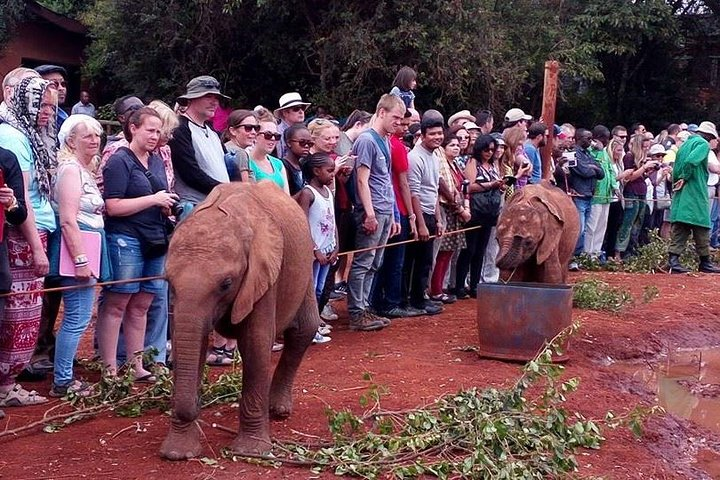 Half Day Giraffe Center,Baby Elephant&Karen Blixxen Guided Tour - Photo 1 of 11