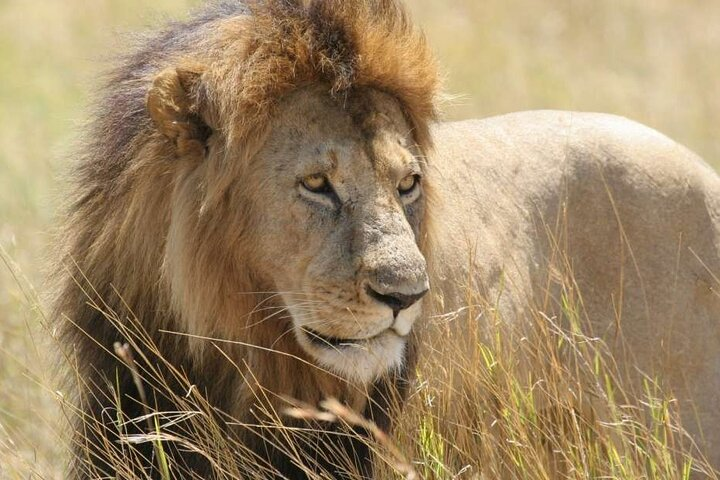 Half Day Guided Tour in Nairobi National Park - Photo 1 of 3