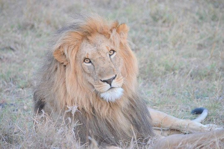 KING IN THE PARK 