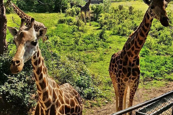 Haller Park Half-Day Tour from Mombasa - Photo 1 of 4