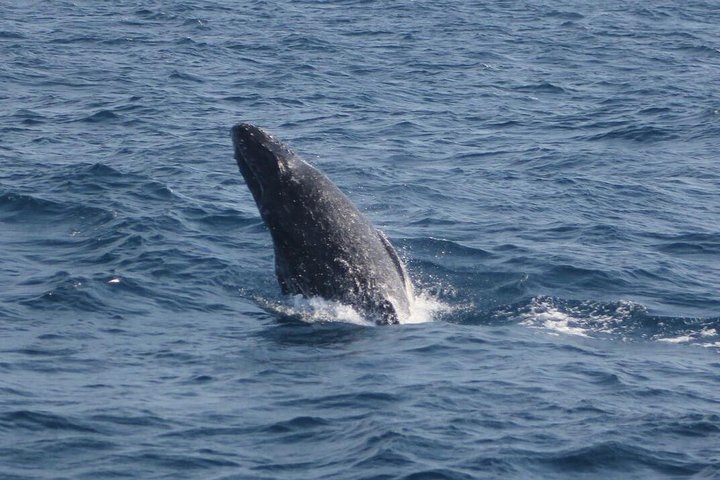 Humpback whale watching - Photo 1 of 4