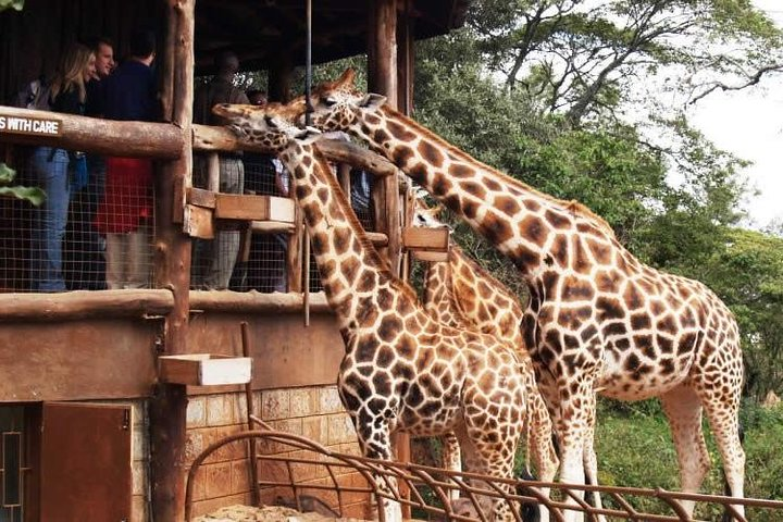 Karen Blixen Museum & Giraffe Centre Half day tour - Photo 1 of 10