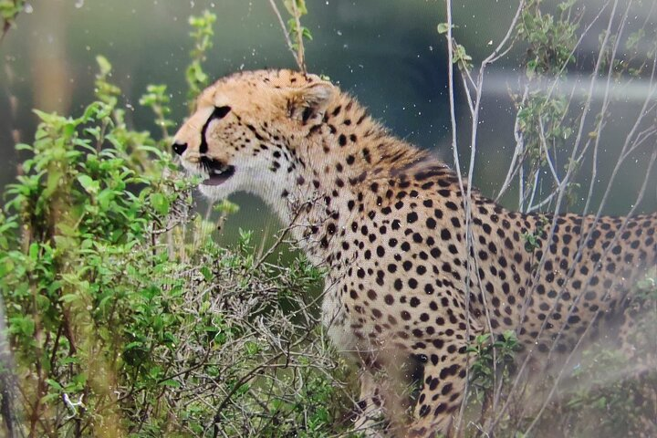 Kenyan Safaris - Photo 1 of 6