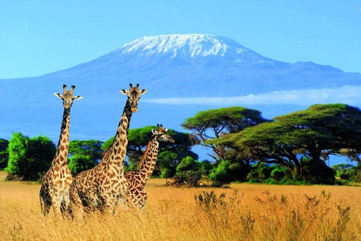 Kilimanjaro Special-( Tsavo West, Amboseli & Tsavo East Safari) (MINIMUM 2 PAX) - Photo 1 of 5