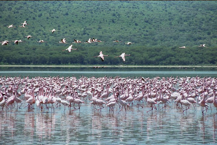 FLAMINGOS