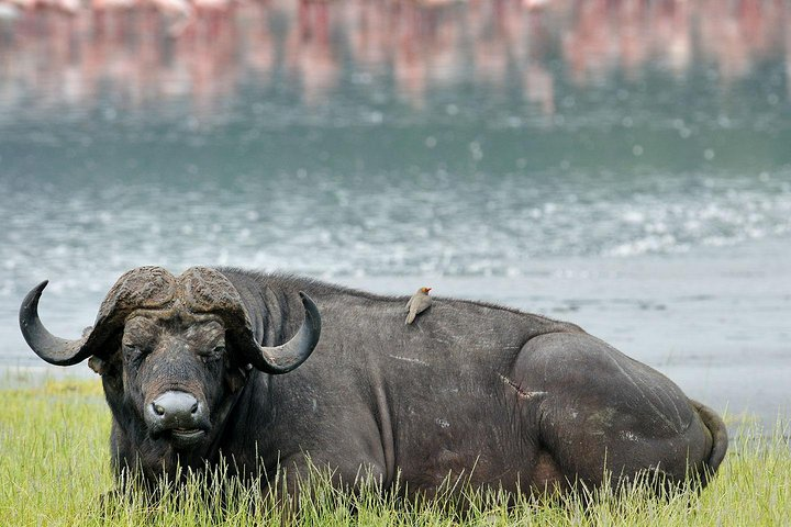 Buffalo at Lake Nakuru 