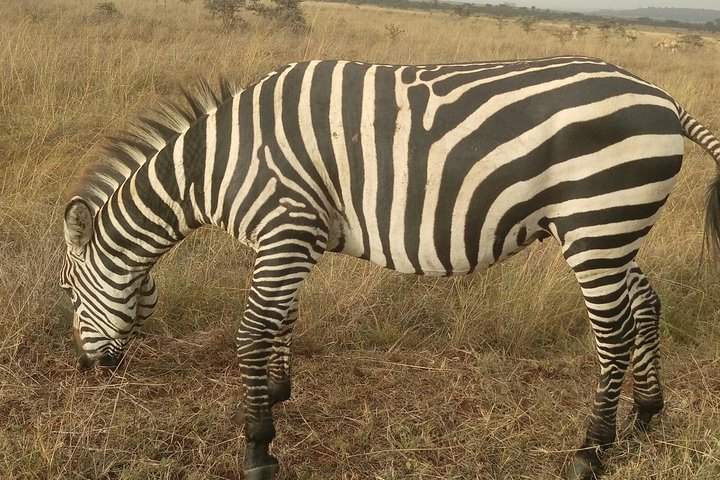 Lake Nakuru national park via Lake Naivasha - Photo 1 of 25