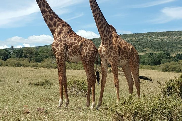 Maasai Mara Game Reserve - Photo 1 of 12