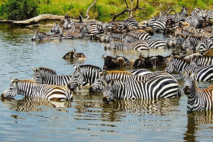 Masai Mara Interactive & Lake Nakuru Safari 4D/3N - Photo 1 of 7