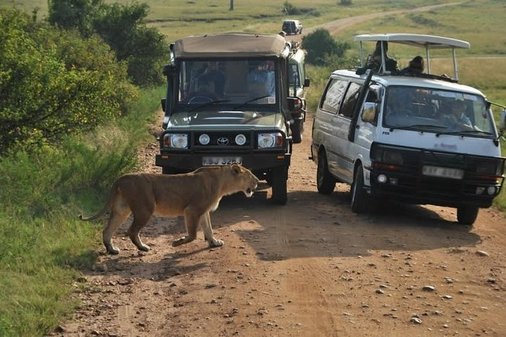 Nairobi Airport Layover Half Day Tour to Nairobi National Park - Photo 1 of 10