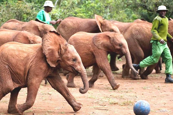 Nairobi Airport Layover : Tour Elephant Orphanage and Giraffe Center - Photo 1 of 9