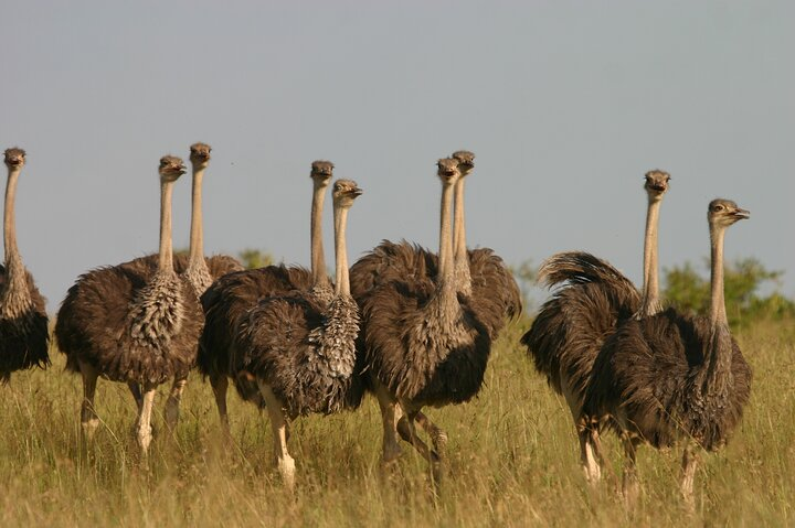 Ostrich 