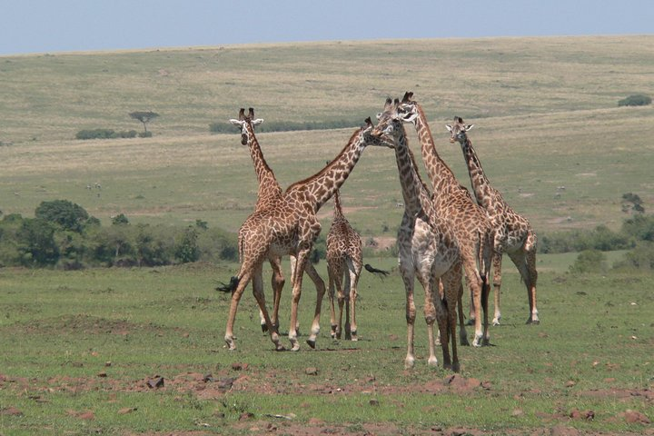 A tower of Giraffe at Nairobi National Park overlooking Nairobi, City Center.