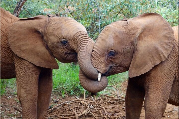 Nairobi National Park, Baby Elephant Orphanage and Giraffe Center - Photo 1 of 7