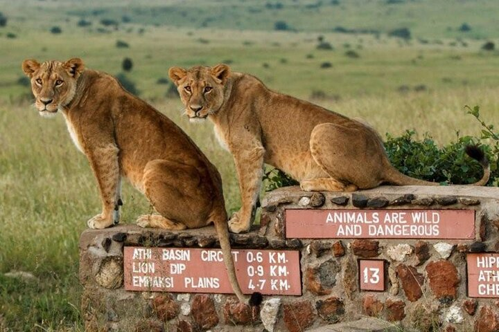 Nairobi National Park: Dash Down Safari - Photo 1 of 8