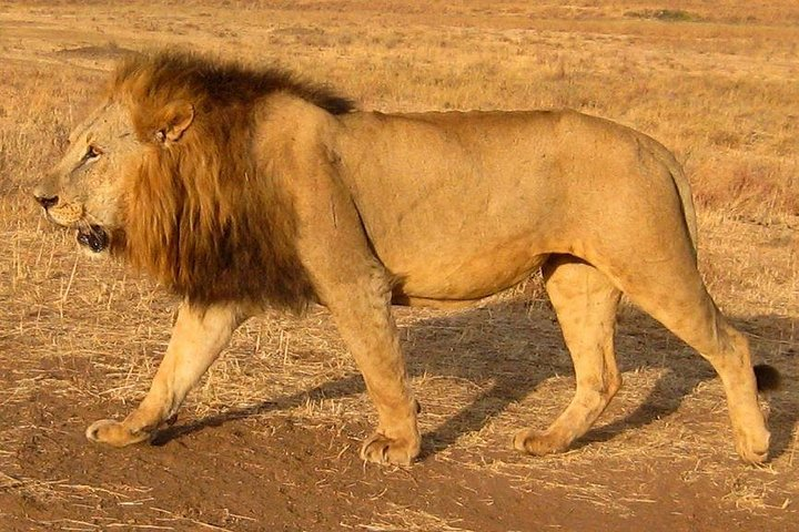 A Lion in the Nairobi National Park