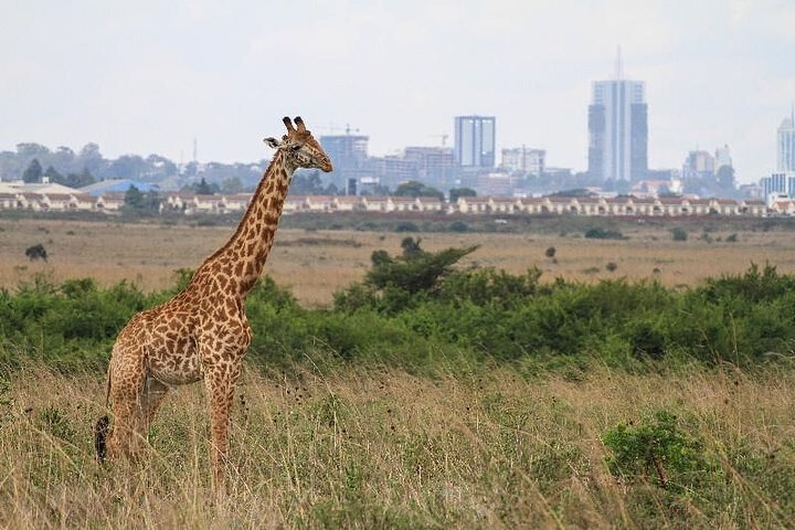 Nairobi National park, giraffe center , elephants and Blixen museum