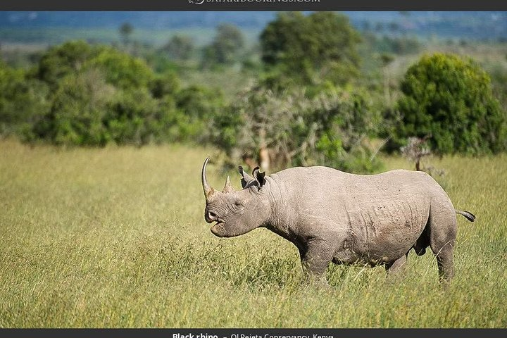 Happens at Olpejeta