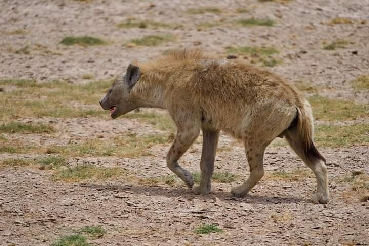 Private 2-day Diani Beach To Tsavo East and West Safari - Photo 1 of 4