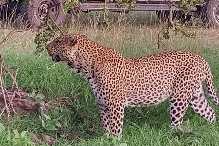 Private 2 Days Safari Tsavo East from Watamu  - Photo 1 of 2